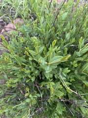 Cryptolepis oblongifolia