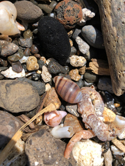 Gastropoda