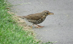 Turdus philomelos clarkei