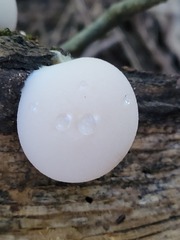 Reticularia