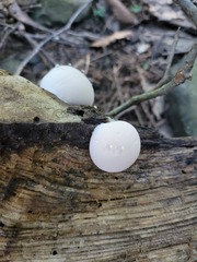 Reticularia