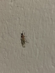 Camponotus
