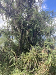 Sophora microphylla