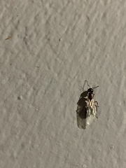 Camponotus