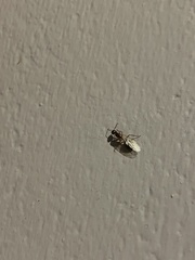 Camponotus