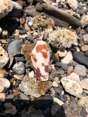 Conus striatus