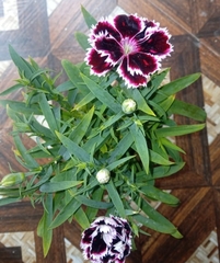 Dianthus caryophyllus