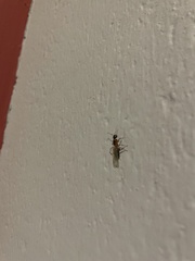 Camponotus