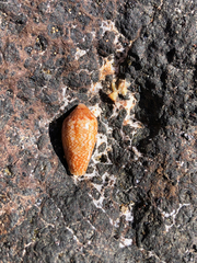 Conus