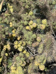 Cylindropuntia prolifera