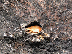 Conus