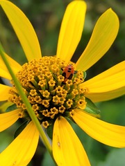 Helianthus decapetalus