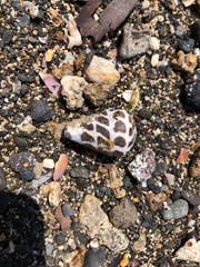 Conus ebraeus