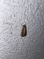 Lepidoptera