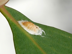 Eriococcus