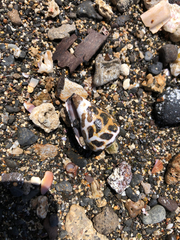 Conus ebraeus