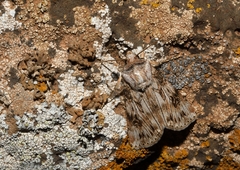 Agrotis herzogi