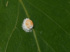 Eriococcus