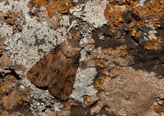 Agrotis herzogi
