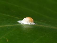 Eriococcus