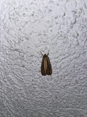 Lepidoptera