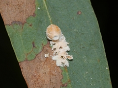 Eriococcus