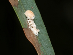 Eriococcus