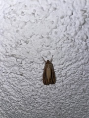 Lepidoptera
