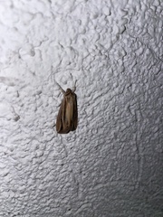 Lepidoptera