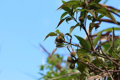 Melastoma sanguineum