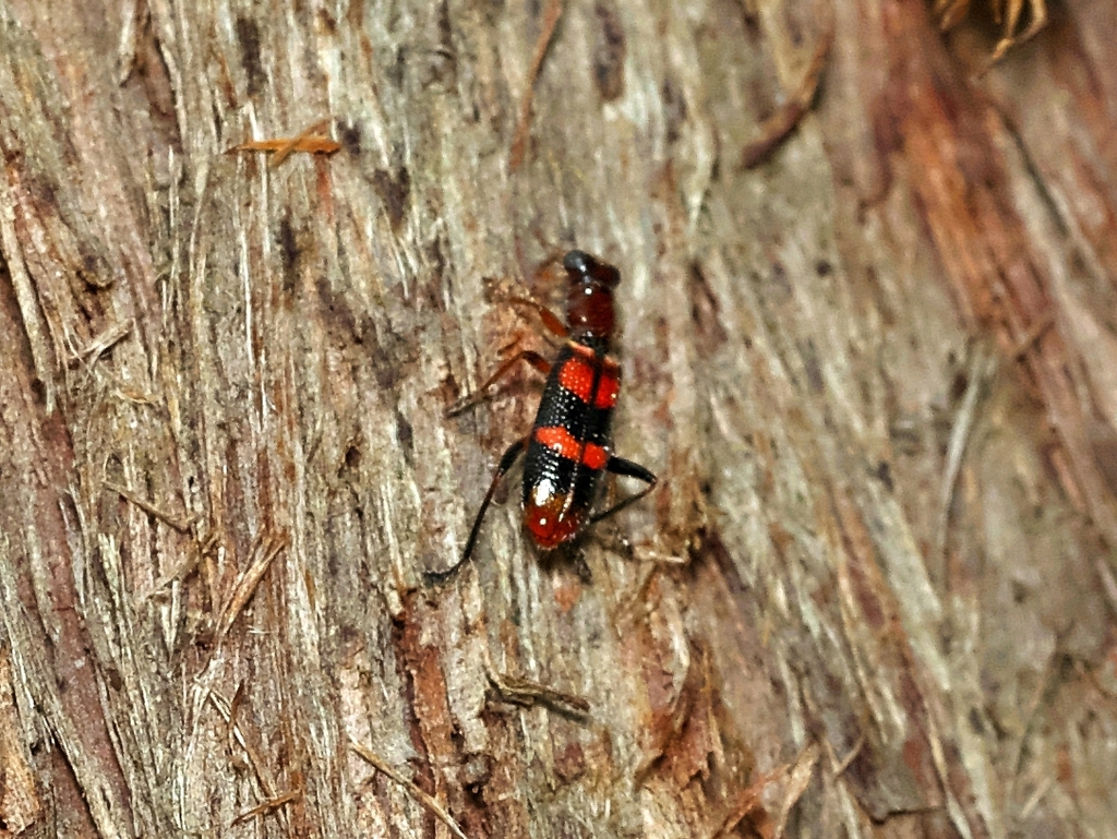 Lemidia bella