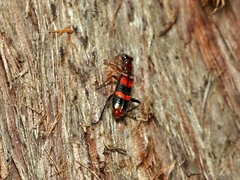 Lemidia bella