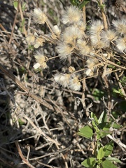 Baccharis salicina