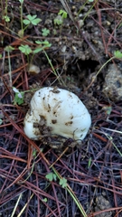 Hygrophorus