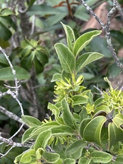 Vangueria macrocalyx