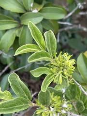 Vangueria macrocalyx