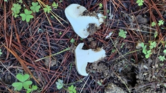 Hygrophorus