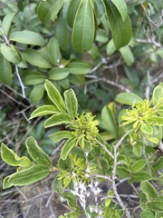 Vangueria macrocalyx