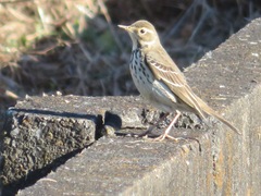 Anthus rubescens japonicus