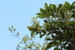 Heptapleurum heptaphyllum