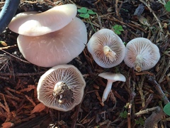 Clitocybe deceptiva