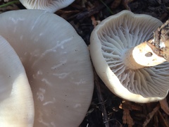 Clitocybe deceptiva