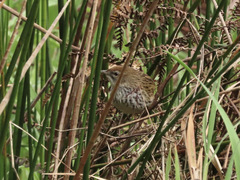 Poodytes punctatus vealeae