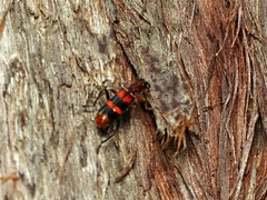 Lemidia bella