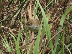 Poodytes punctatus vealeae