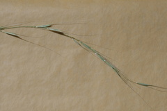 Microlaena stipoides stipoides