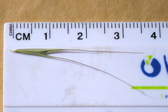 Microlaena stipoides stipoides