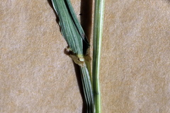 Microlaena stipoides stipoides