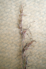 Austrostipa stuposa