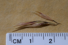 Austrostipa stuposa